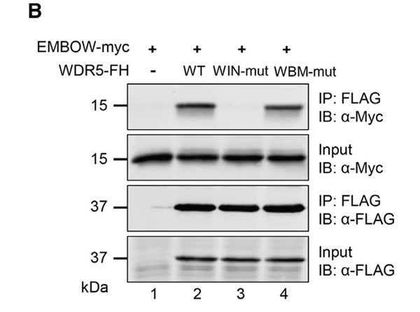 Western Blot using Myc epitope tag